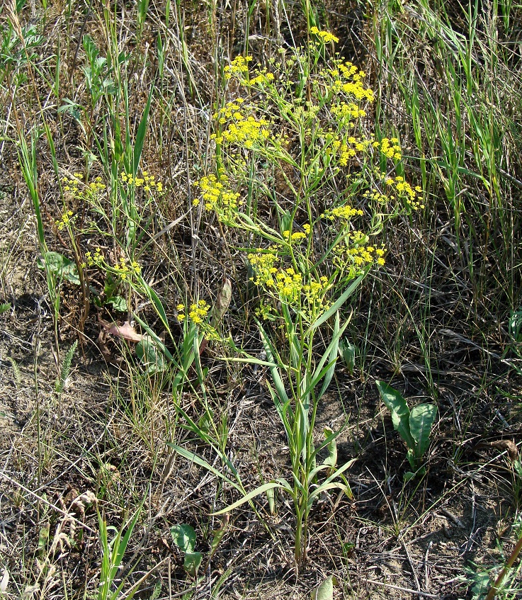 Изображение особи Bupleurum scorzonerifolium.