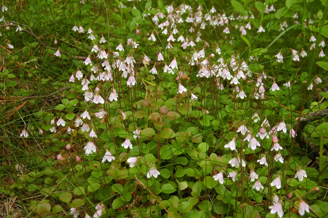 Image of Linnaea borealis specimen.