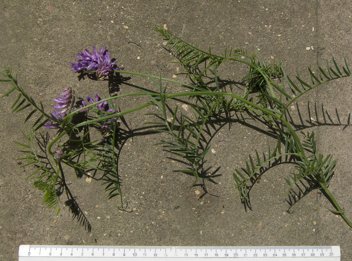 Image of Vicia tenuifolia specimen.