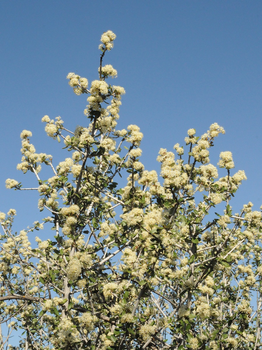 Изображение особи Ceanothus cuneatus.