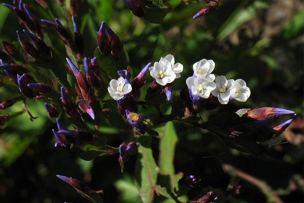 Image of Limonium brassicifolium specimen.