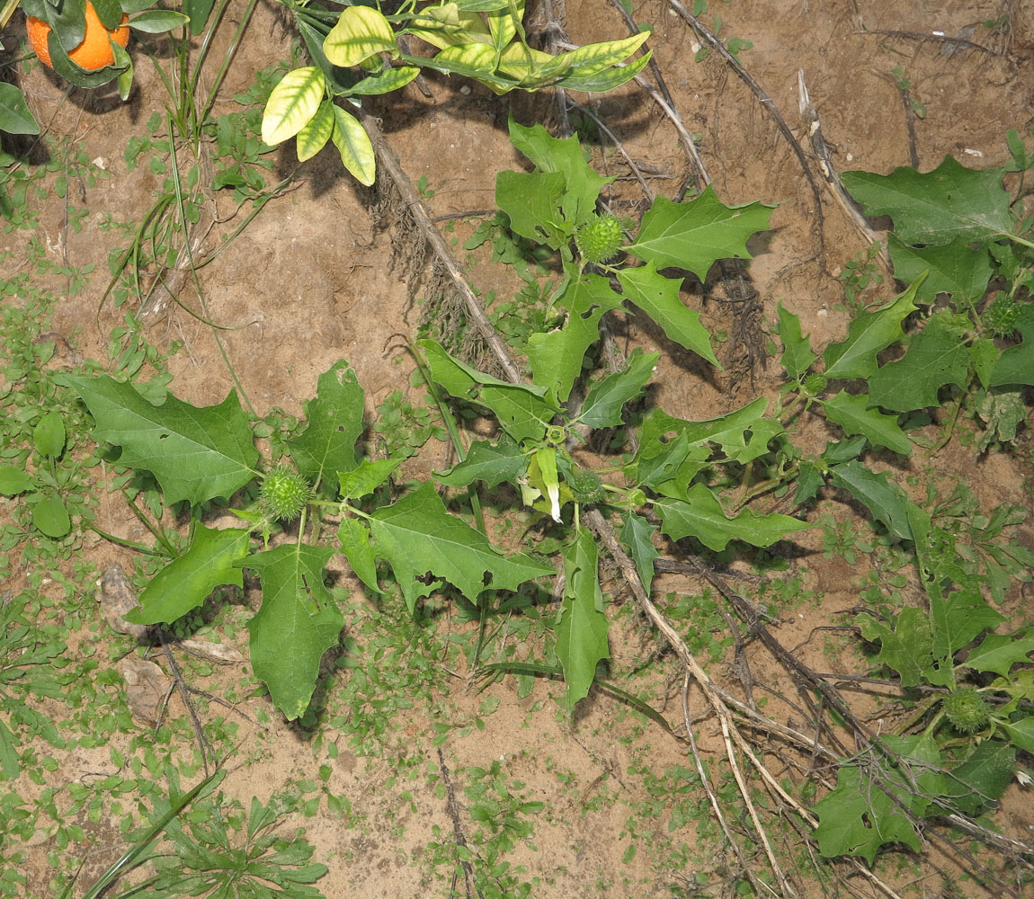 Изображение особи Datura stramonium.