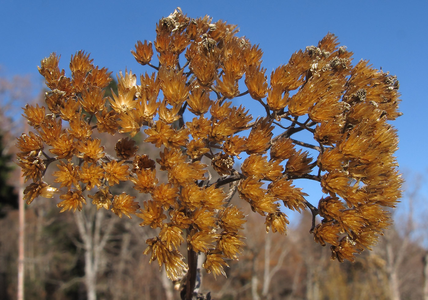 Image of Achillea millefolium specimen.
