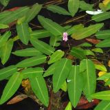 Persicaria amphibia