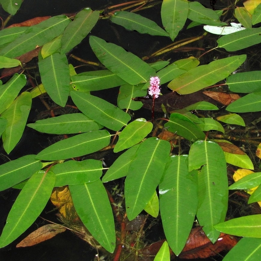Image of Persicaria amphibia specimen.