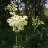 Filipendula ulmaria. Верхушка цветущего растения. Восточный Казахстан, Кокпектинский р-н, 25 км в горы от с. Пантелеймоновка, 1000 м н.у.м., возле речки. 19.07.2015.