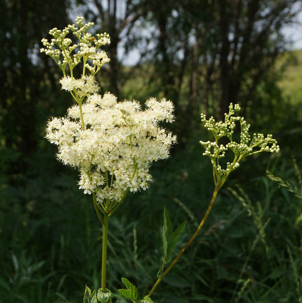 Изображение особи Filipendula ulmaria.