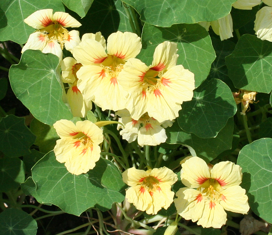 Изображение особи Tropaeolum majus.