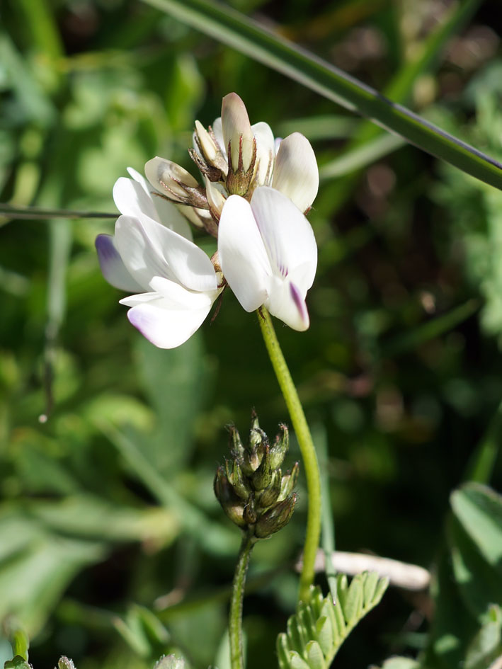 Image of Astragalus alpinus specimen.