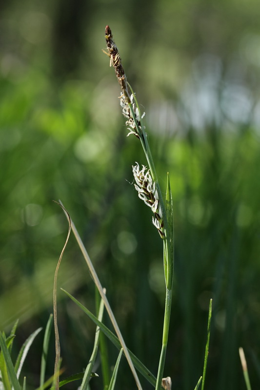 Изображение особи Carex panicea.