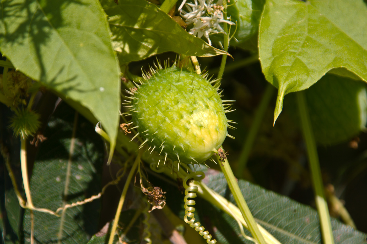 Изображение особи Echinocystis lobata.