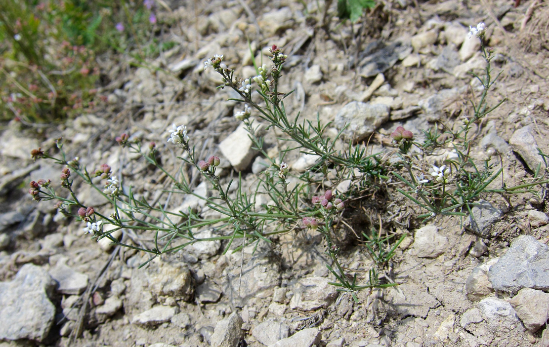 Image of genus Asperula specimen.