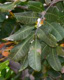 Cupaniopsis anacardioides