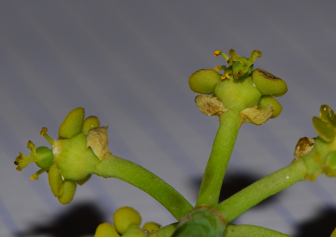 Image of Euphorbia schimperi specimen.