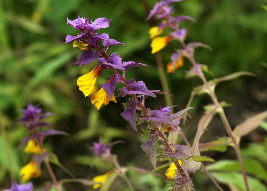 Изображение особи Melampyrum nemorosum.