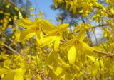 Forsythia &times; intermedia