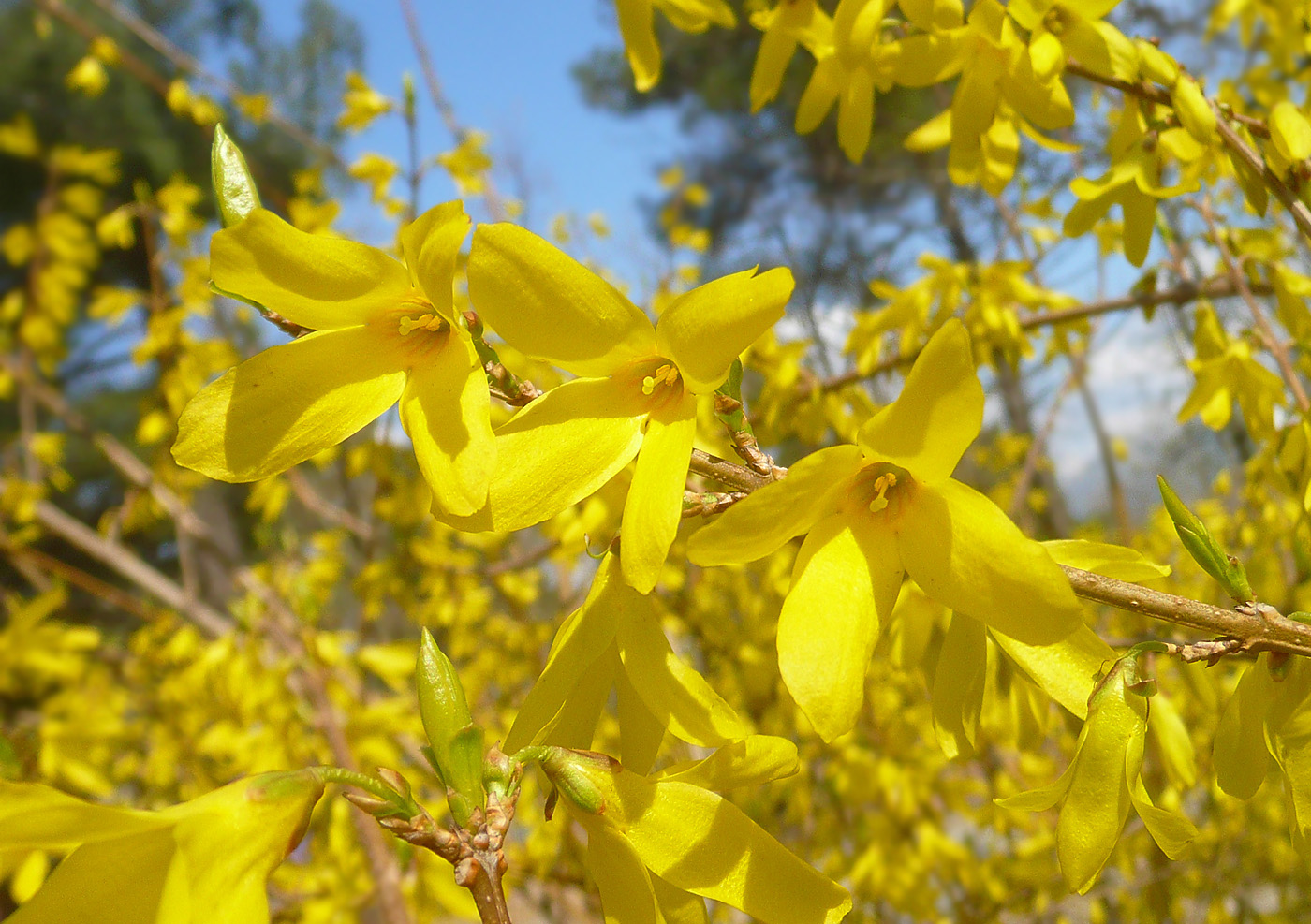 Изображение особи Forsythia × intermedia.