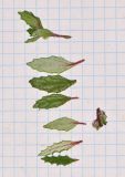 Forsskaolea angustifolia. Побег, листья и завязавшиеся плоды. Испания, автономное сообщество Канарские острова, остров Фуэртэвентура, провинция Лас Пальмас, муниципалитет Ла Олива, восточные окр. пос. Эль Котильо, склон южной экспозиции, уступ склона глубокого русла. 14.03.2016.