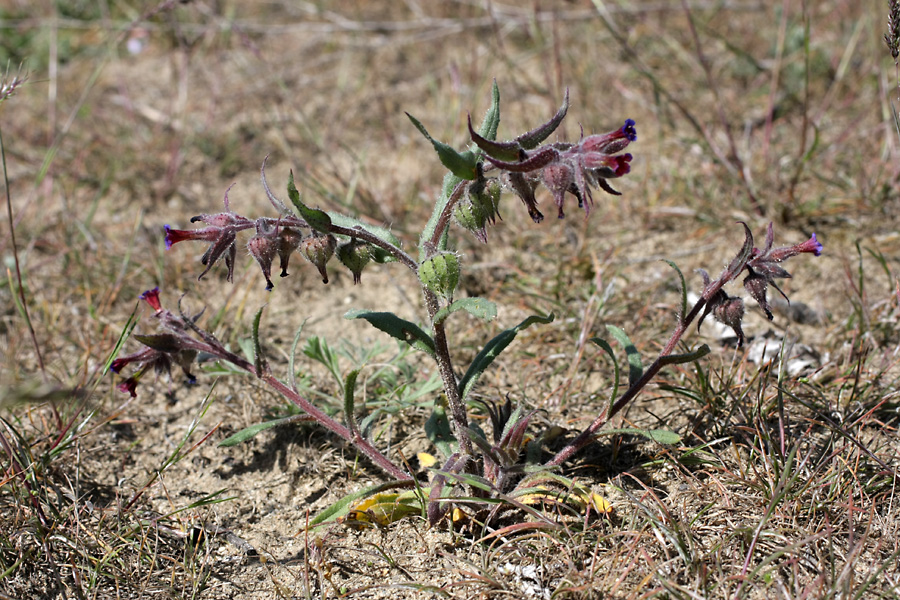 Image of Nonea caspica specimen.