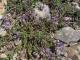 Polygala supina