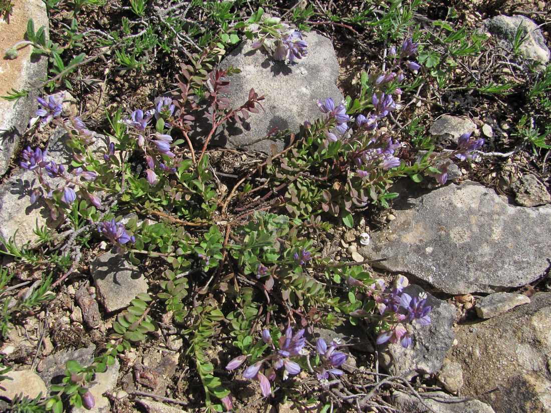 Image of Polygala supina specimen.