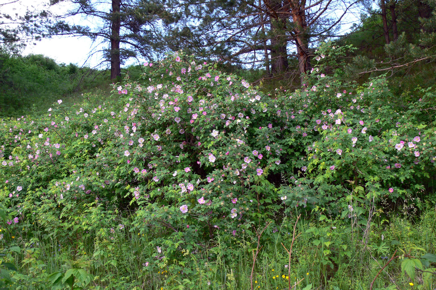 Image of Rosa acicularis specimen.