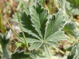 Potentilla callieri