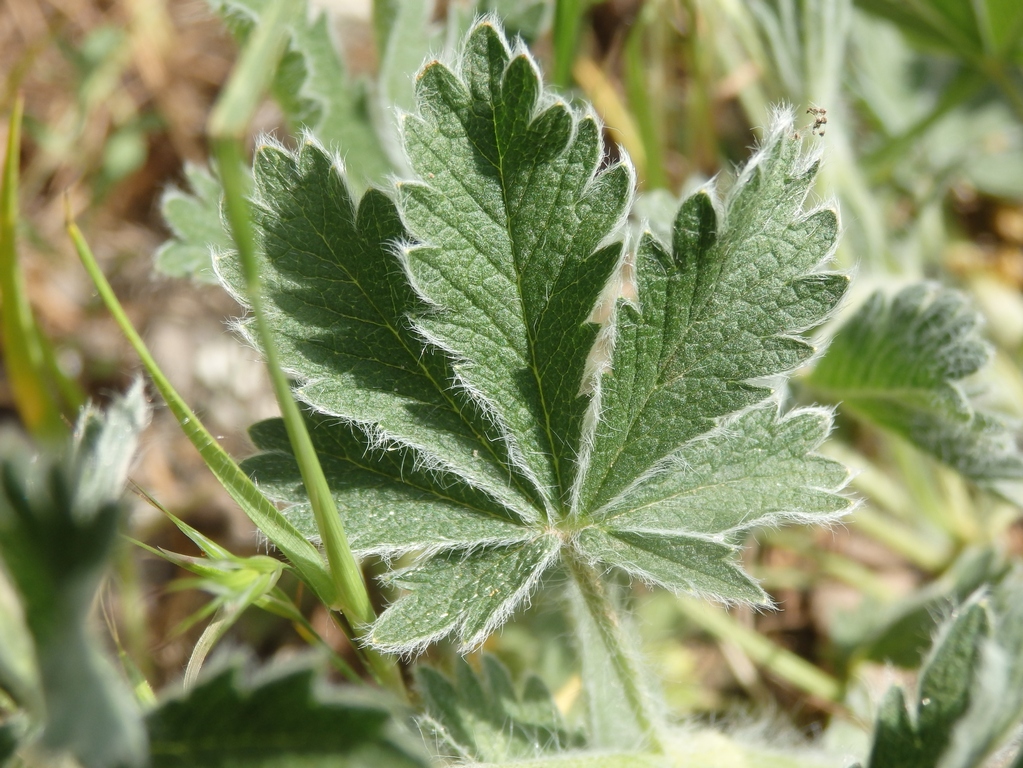 Изображение особи Potentilla callieri.