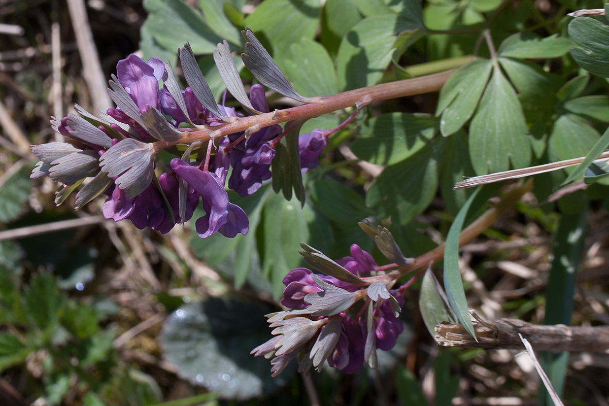 Изображение особи Corydalis solida.