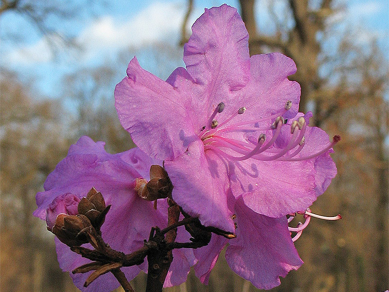 Изображение особи Rhododendron mucronulatum.