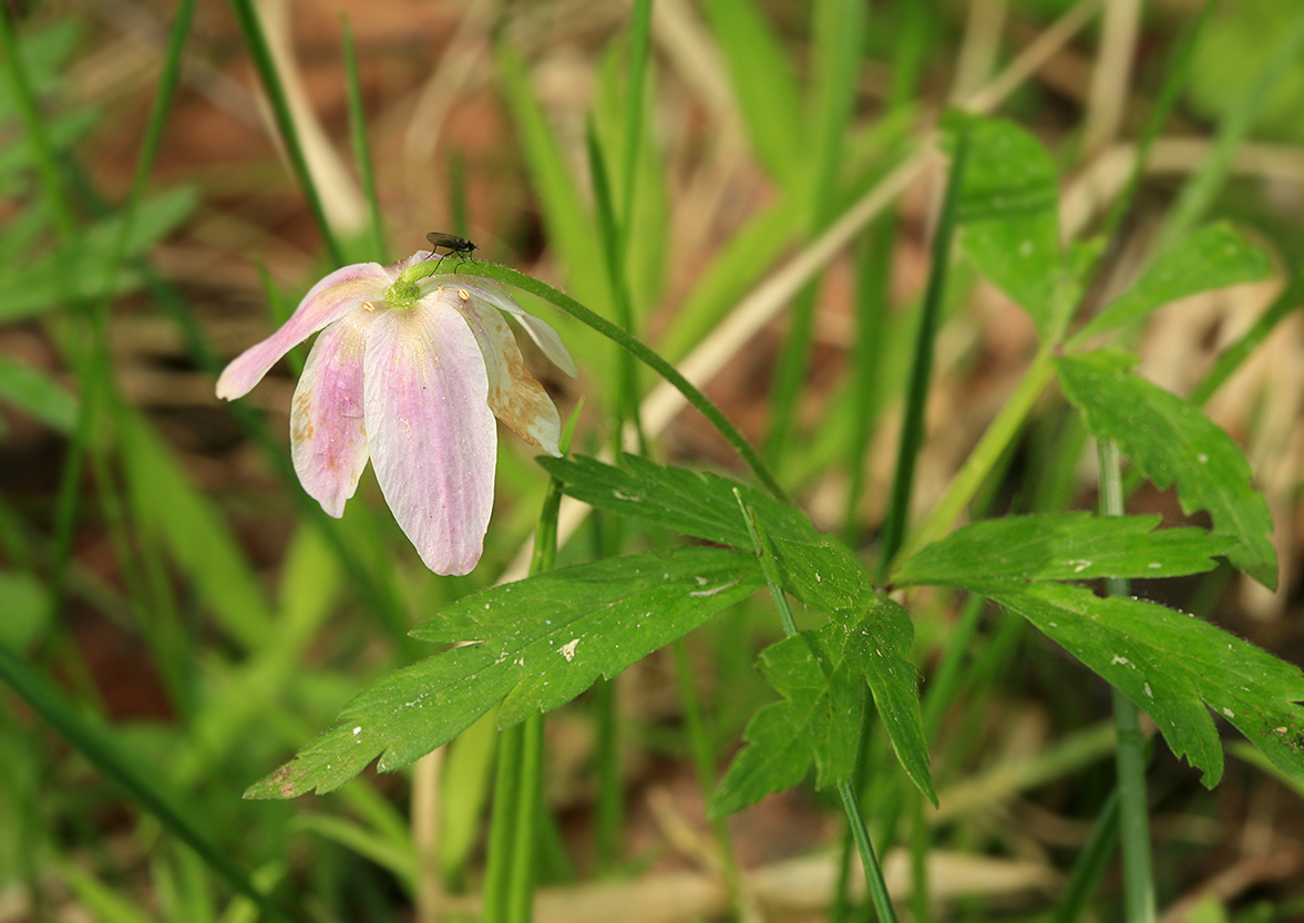 Изображение особи Anemone nemorosa.