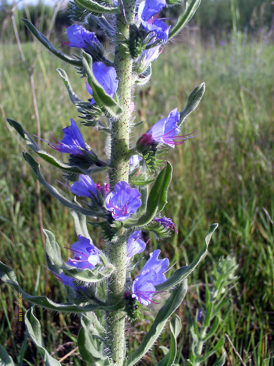 Изображение особи Echium vulgare.