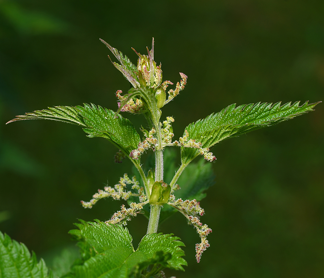 Изображение особи Urtica dioica.