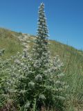 Echium biebersteinii