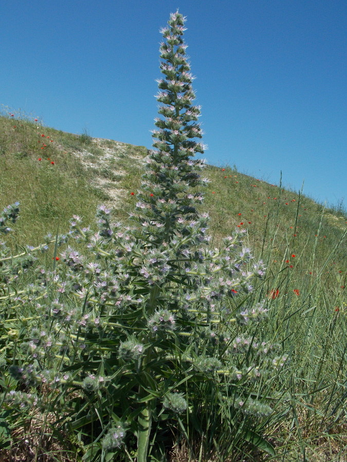 Изображение особи Echium biebersteinii.