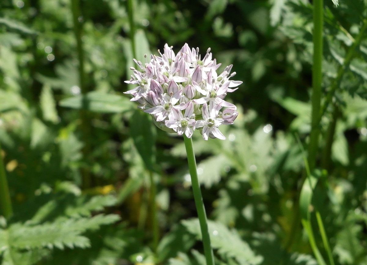 Изображение особи Allium decipiens.