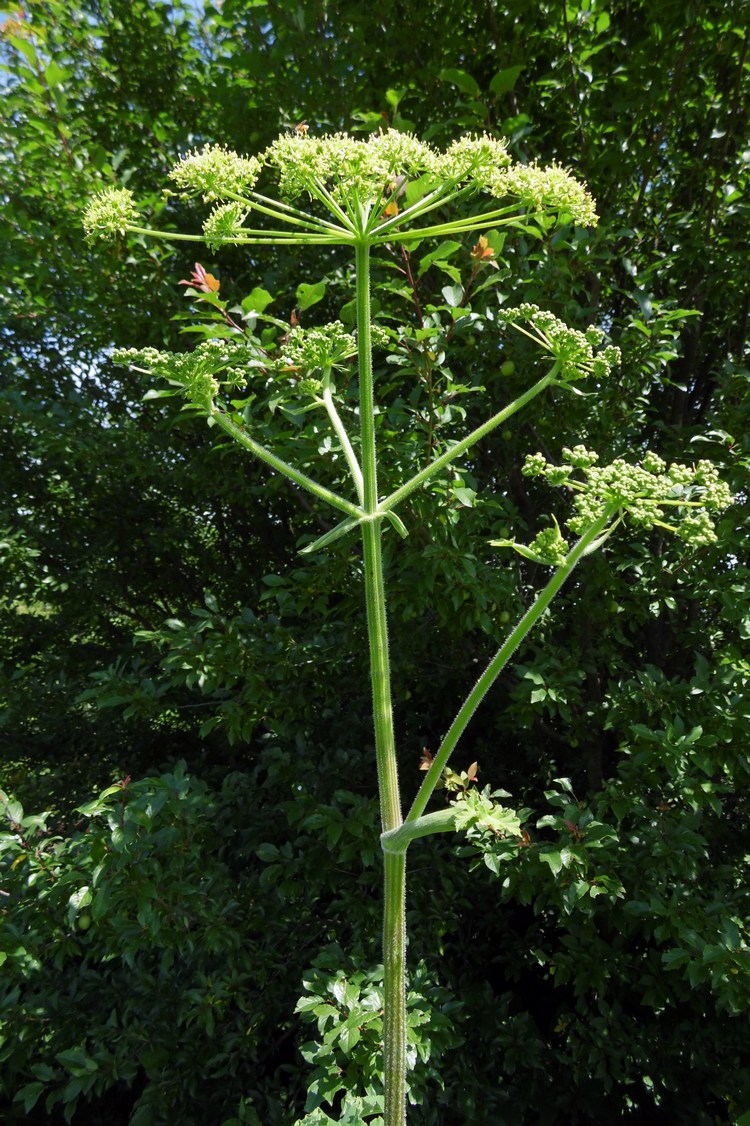 Image of Heracleum sibiricum specimen.