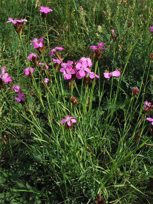 Изображение особи Dianthus carthusianorum.