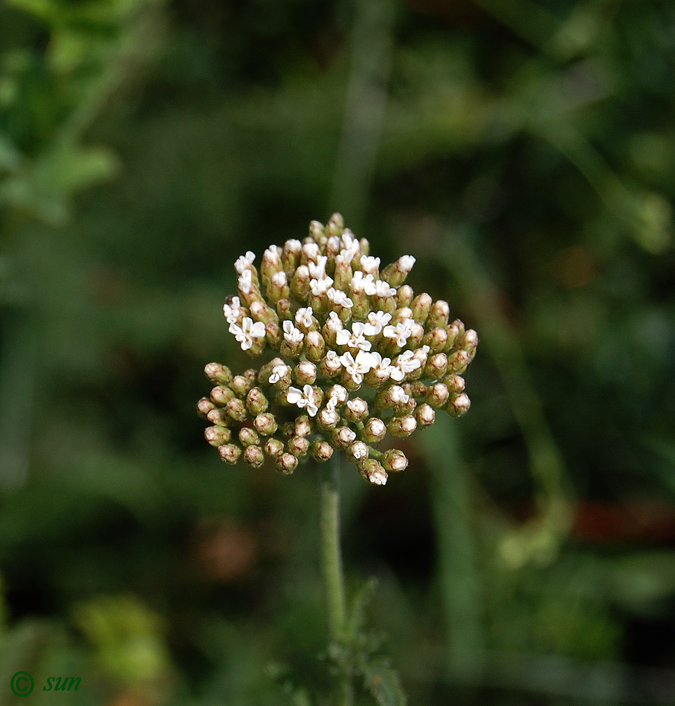Изображение особи Achillea millefolium.