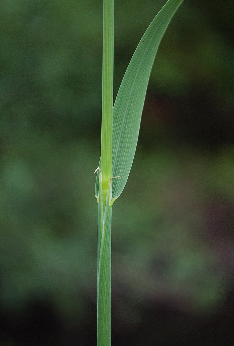 Изображение особи Calamagrostis phragmitoides.