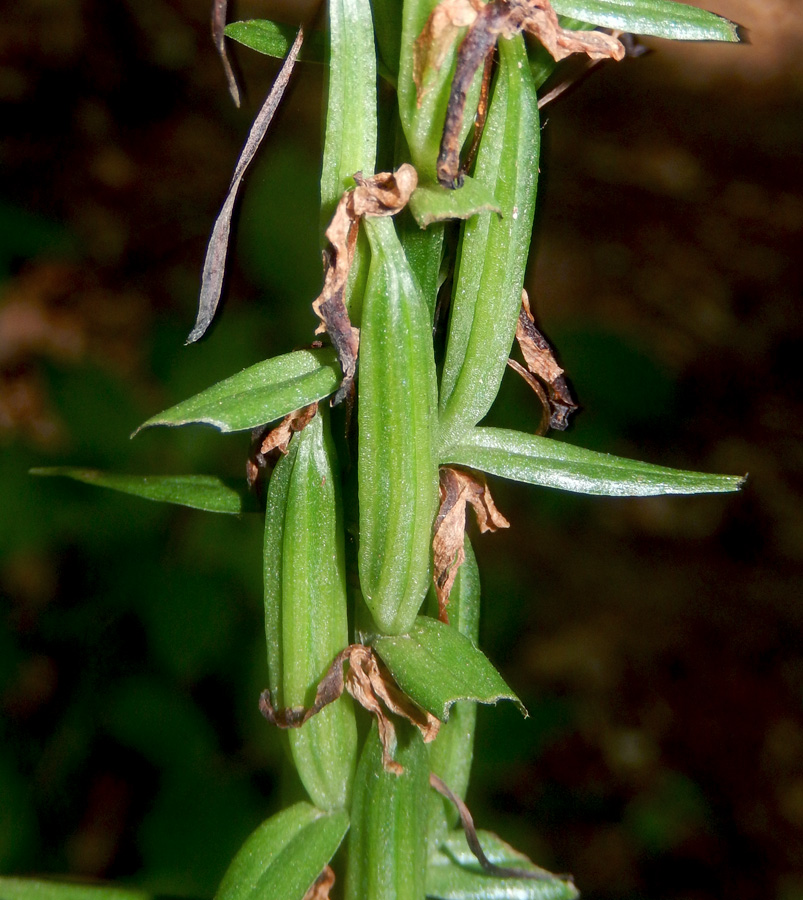 Изображение особи Platanthera chlorantha.