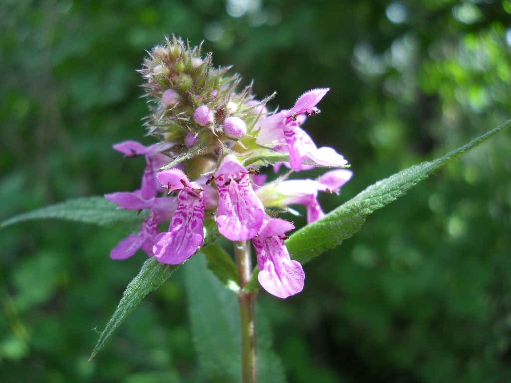 Изображение особи Stachys palustris.