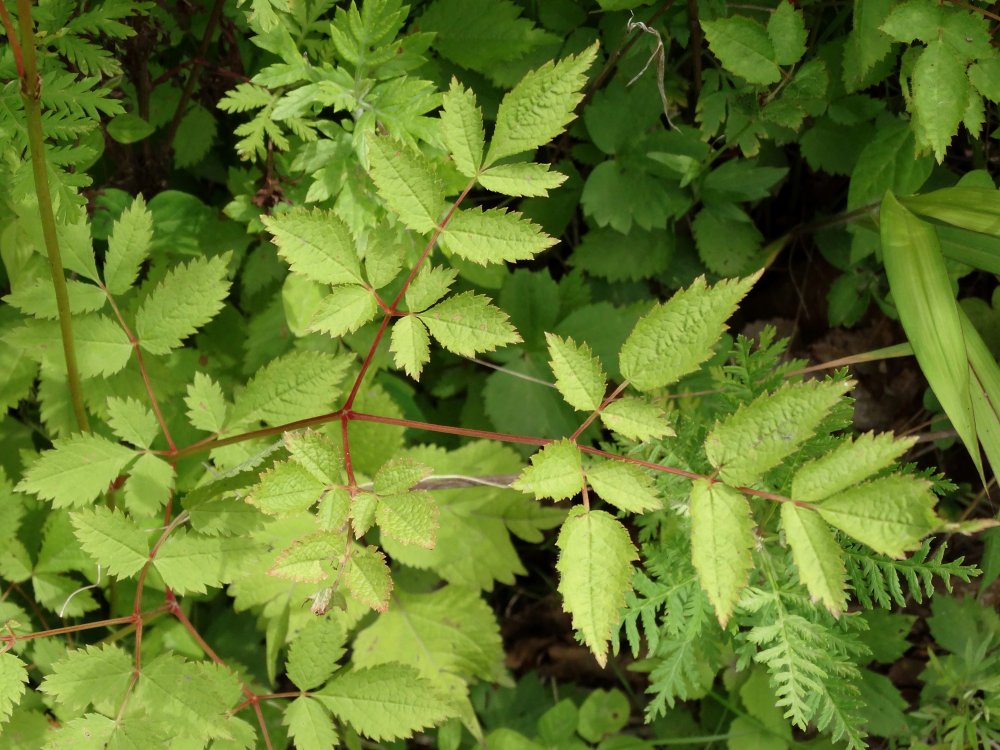 Image of Astilbe chinensis specimen.