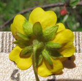 Potentilla ruprechtii