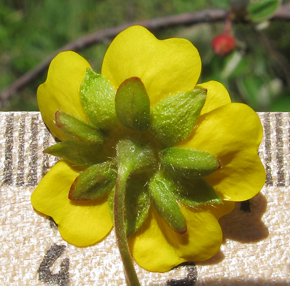 Изображение особи Potentilla ruprechtii.