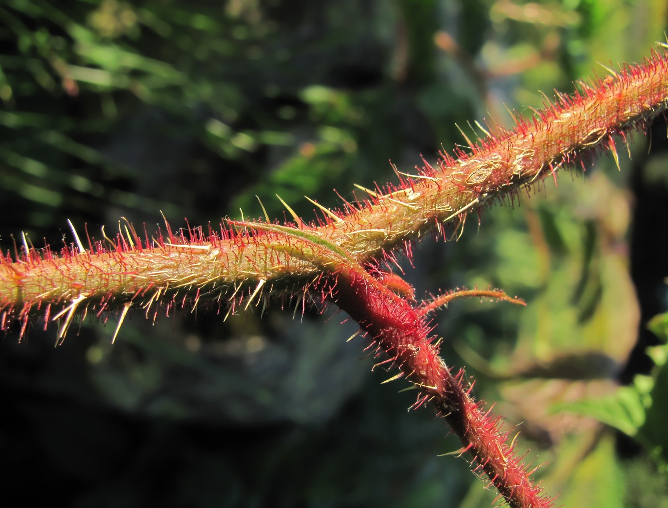 Изображение особи Rubus hirtus.