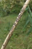 Phragmites australis. Часть отмершего побега с поражениями. Краснодарский край, Абинский р-н, окр. ст-цы Холмская, близ пересохшего водоёма. 16.08.2016.