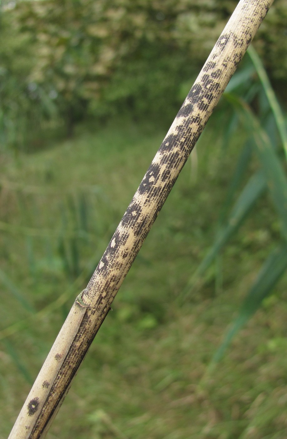 Изображение особи Phragmites australis.