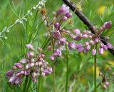 Allium rubens