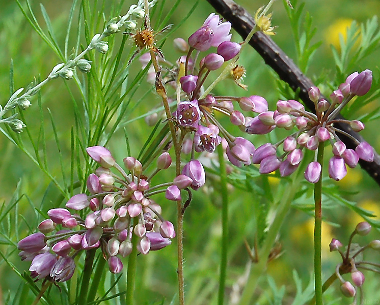Image of Allium rubens specimen.